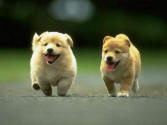 cuccioli