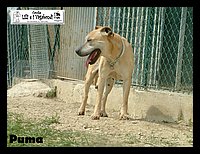canile_asso (225).JPG