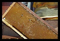 FBS_7379.JPG