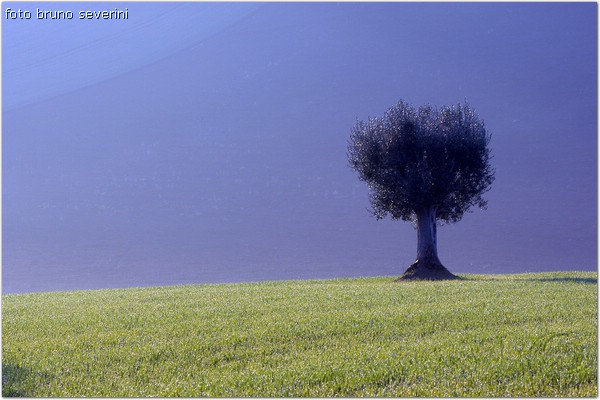 panorama_campocavallo.jpg