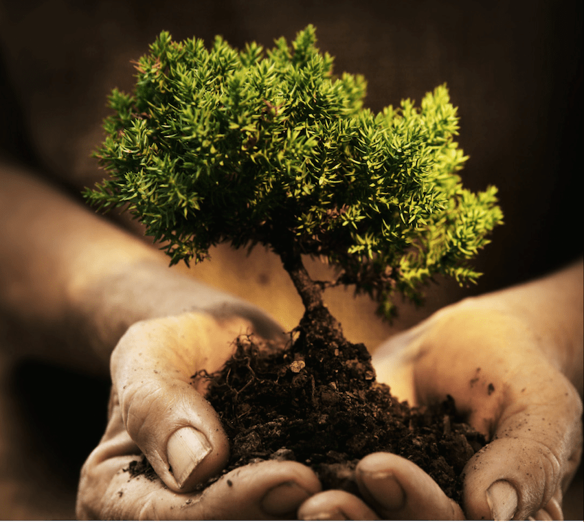Scopri di più sull'articolo RIFORESTAZIONE PER L’ASSORBIMENTO DI CARBONIO