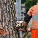 ORDINANZA ABBATTIMENTO ALBERI SU SEPTEMPEDANA
