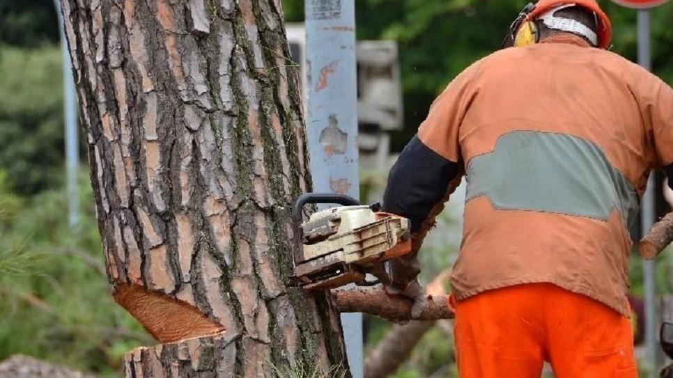 Scopri di più sull'articolo ORDINANZA ABBATTIMENTO ALBERI SU SEPTEMPEDANA