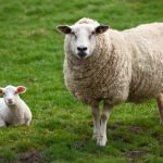 Macellazione a domicilio di ovini e caprini nel periodo pasquale anno 2023 – AVVISO ALLA CITTADINANZA