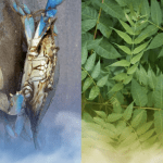 SPECIE ESOTICHE INVASIVE NELLE MARCHE 22 novembre ore 18