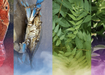 SPECIE ESOTICHE INVASIVE NELLE MARCHE 22 novembre ore 18