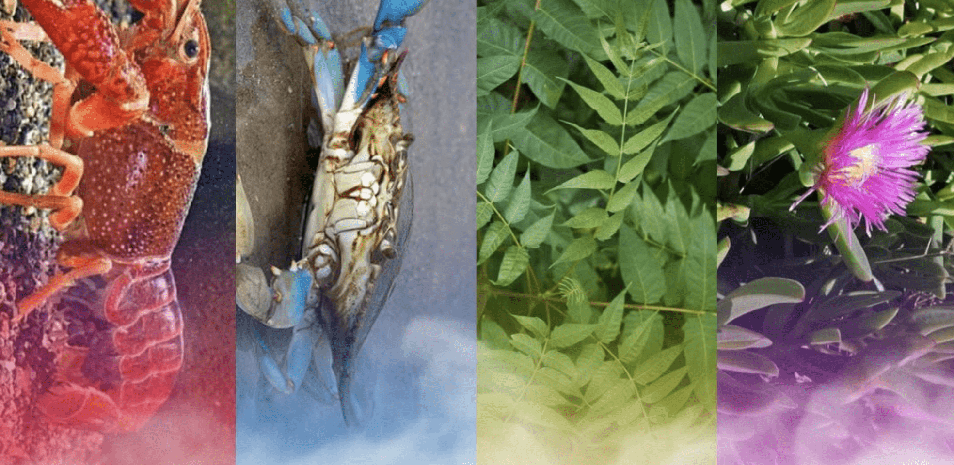 Al momento stai visualizzando SPECIE ESOTICHE INVASIVE NELLE MARCHE 22 novembre ore 18