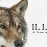 IL LUPO: più conoscenza, più sicurezza – 10 gennaio ore 18.00