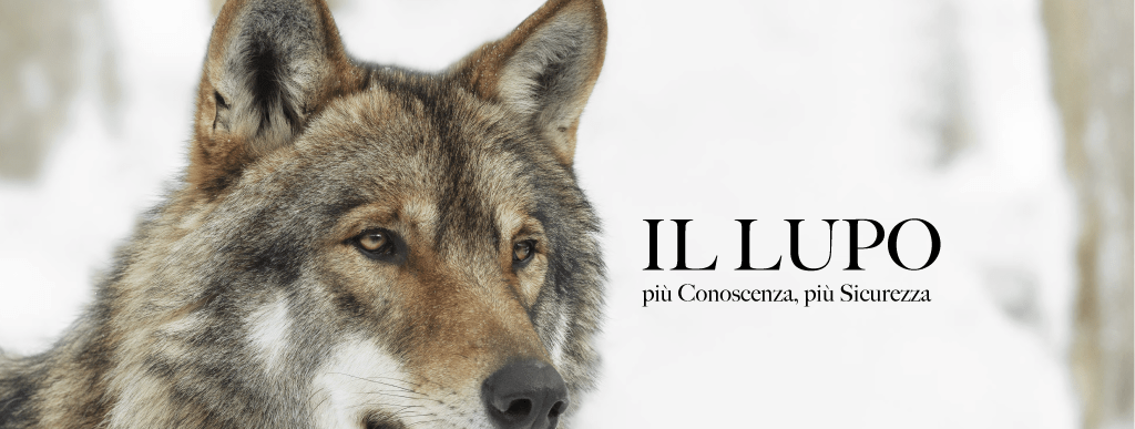 Al momento stai visualizzando IL LUPO: più conoscenza, più sicurezza – 10 gennaio ore 18.00