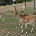 PASSEGGIATE CULTURALI – 15 febbraio “Tra fornace Morando e Santa PaolinaFarm”