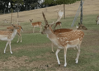 PASSEGGIATE CULTURALI – 15 febbraio “Tra fornace Morando e Santa PaolinaFarm”