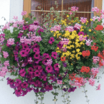 BANDO CONCORSO “BALCONI, FINESTRE, VETRINE E VICOLI FIORITI” 5 – 22 Maggio 2026 – scade 4 maggio