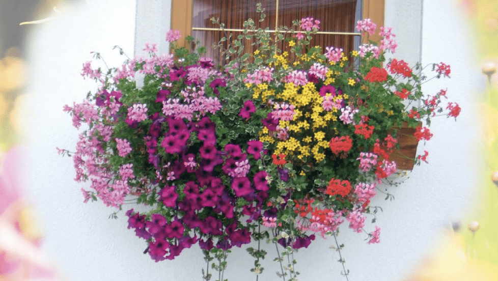 Al momento stai visualizzando BANDO CONCORSO “BALCONI, FINESTRE, VETRINE E VICOLI FIORITI” 5 – 22 Maggio 2026 – scade 4 maggio