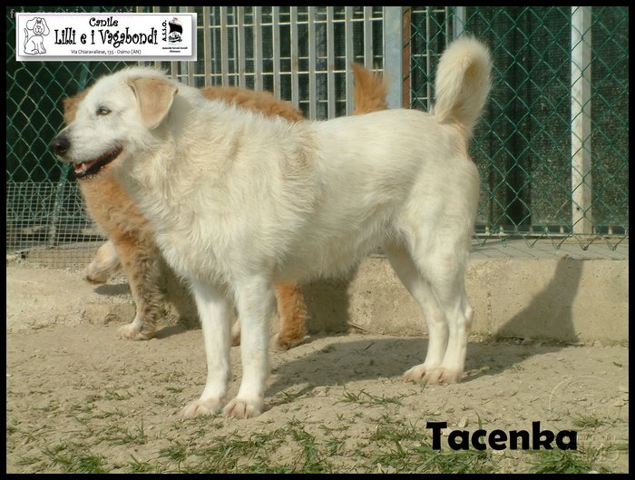 Tacenka 1.JPG