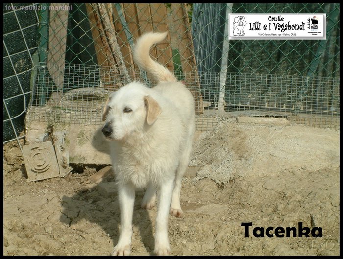 Tacenka.JPG