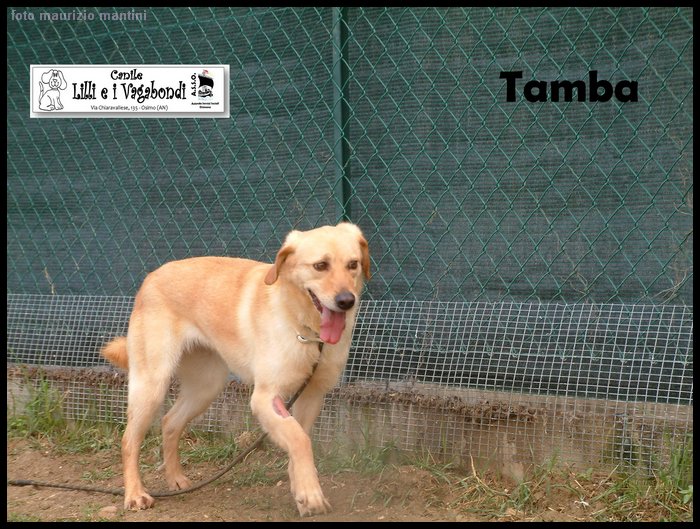 Tamba.JPG