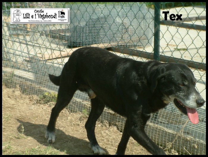 Tex.JPG