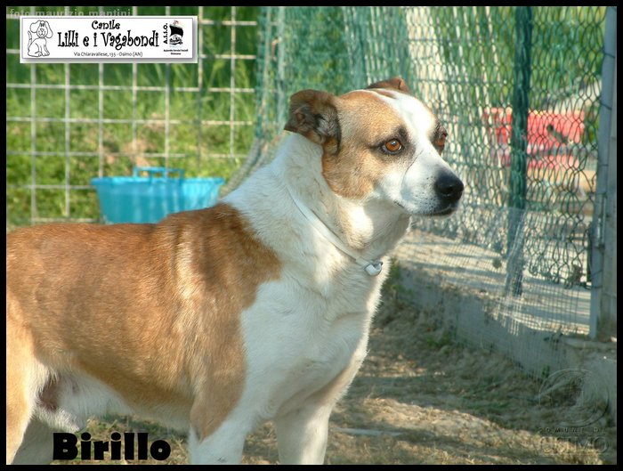 canile_asso (290).JPG