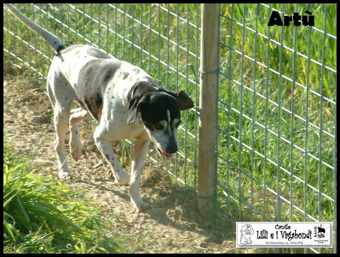 canile_asso (299).JPG