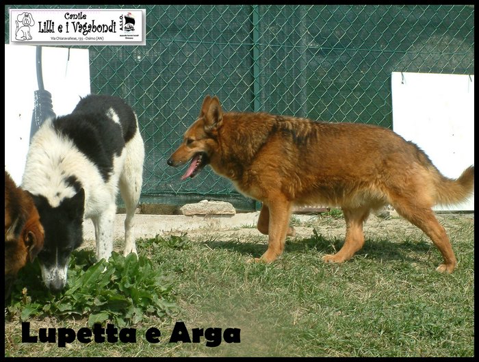 canile_asso (311).JPG