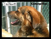 Caterpillar.JPG