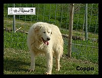 Coppa.JPG
