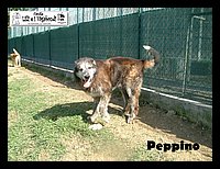 Peppino.JPG