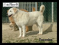 Tacenka 1.JPG