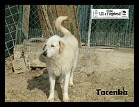 Tacenka.JPG
