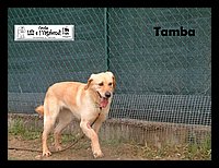 Tamba.JPG