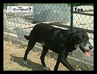Tex.JPG