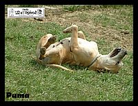 canile_asso (239).JPG