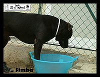 canile_asso (248).JPG