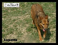 canile_asso (280).JPG