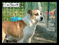 canile_asso (290).JPG