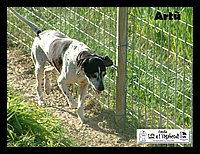 canile_asso (299).JPG