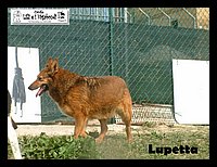 canile_asso (300).JPG