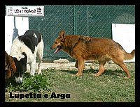 canile_asso (311).JPG