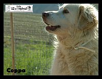 canile_asso (312).JPG