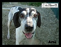 canile_asso (330).JPG