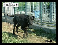 canile_asso (349).JPG