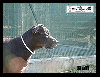canile_asso (350).JPG