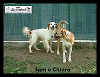 canile_asso (61).JPG