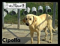cipo.jpg
