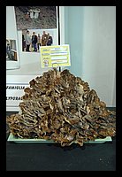 FBS_5255.JPG