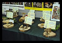 FBS_5263.JPG