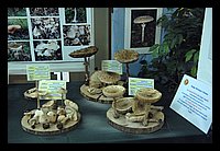FBS_5264.JPG