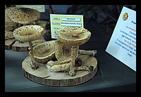 FBS_5265.JPG
