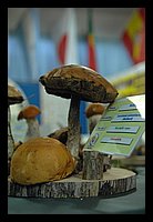 FBS_5268.JPG